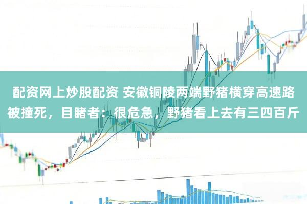 配资网上炒股配资 安徽铜陵两端野猪横穿高速路被撞死，目睹者：很危急，野猪看上去有三四百斤