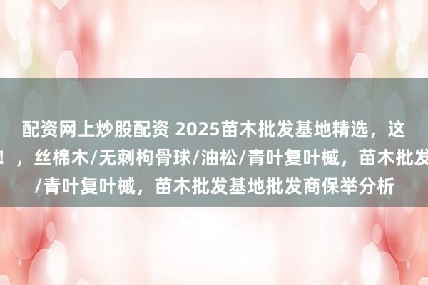 配资网上炒股配资 2025苗木批发基地精选，这几家批发商实力轶群！，丝棉木/无刺枸骨球/油松/青叶复叶槭，苗木批发基地批发商保举分析